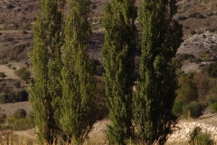 Ambite-2