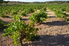 Exp.-Vinedos-en-Belmonte