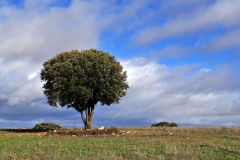 brea-de-tajo-5