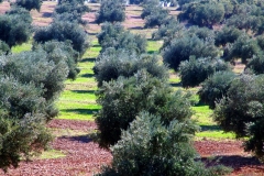 brea-de-tajo-9