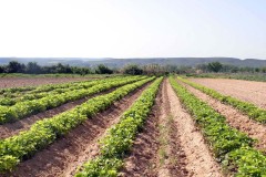 agricultura-campo-13
