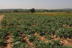 agricultura-campo-14