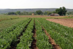 agricultura-campo-16