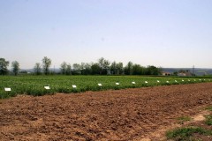 agricultura-campo-17