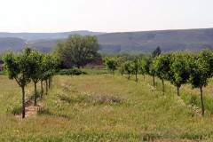 agricultura-campo-18