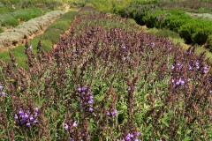 agricultura-campo-21