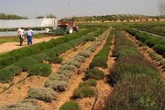 agricultura-campo-22