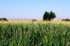 ciemp-maize