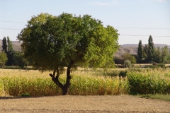 DSC02495