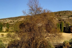 vega-orosuco1