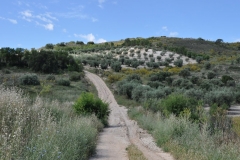 valverde-de-alcala-via-pecuaria