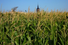 Exp.-Parque-Tierno-Galvan-San-Martin-de-la-Vega