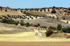 valdelaguna_campo
