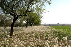 Camino-Valle-San-Pedro1